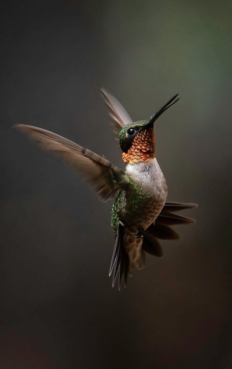 Hummingbird Aesthetic, Tattoo Hummingbird, Hummingbird Photography, Bird Study, Birds Photos, Hummingbird Drawing, Hummingbird In Flight, Bird Reference, Hummingbirds Photography