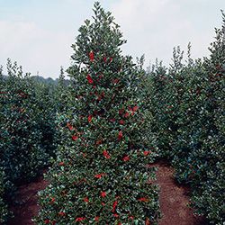 Oak Leaf Holly Quick Fire Hydrangea, Holly Shrub, Hydrangea Tree, Emerald Green Arborvitae, Privacy Trees, Holly Tree, Hillside Landscaping, Tree Nursery, Fast Growing Trees