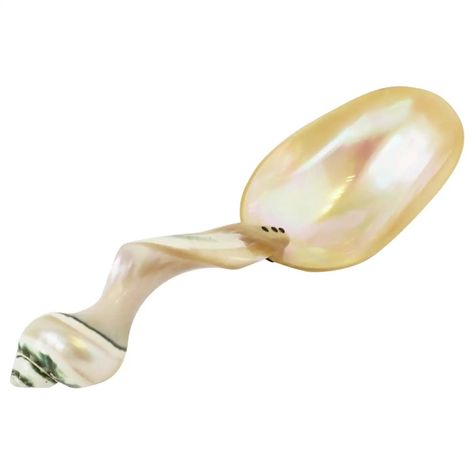 Mother of Pearl Seashell Spoon or Caviar Vessel For Sale at 1stDibs | sea shell spoon, shell pearl spoon, seashell spoons Mother Of Pearl Spoon, Food Portfolio, Shell Spoon, Caviar Spoon, Organic Modern Style, Scallop Seashell, Pearl Seashell, Wine Coaster, Seashell Design