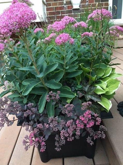 Making Creative Fall Containers - FineGardening Sedum In Pots, Fall Potted Plants, Autumn Joy Sedum, Sedum Autumn Joy, Fall Container Plants, Garden Tricks, Fall Pots, Fall Flowers Garden, Container Gardening Ideas