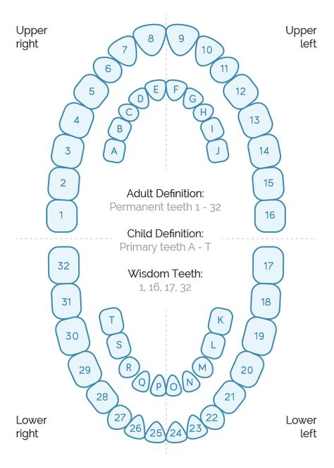 A glossary of dental terms assembled for users reference. This dental dictionary is updated often, so be sure to check back for the latest dental terms and definitions. Dental Assisting Study, Dental Assistant Instructor, Dental Charting Symbols, Dental Assistant Study Notes, Dental Tools Names, Pediatric Dental Assistant, Dentistry Notes, Dental Assistant Study Guide, Dental Terminology