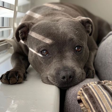 When you find the smallest bit of sunshine ☀️ 🐾 🐾 🐾 #staffy #staffygirl #staffygram #staffylove #staffydaily #bluestaffy #staffyoftheday… Staffie Puppies, English Staffordshire Terrier, Blue Staffy Puppy, English Staffy, Staffy Pups, Blue Staffy, Staffy Dog, Cutest Dog Ever, Dog List