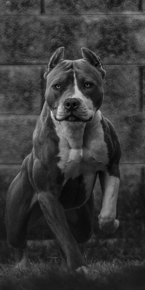 Pitbull Noir, Pitbull Wallpaper, Pitbull Breeds, Pitbull Dog Puppy, Pitbull Dog Breed, Wallpaper Dog, Tattoo Animal, Bully Breeds Dogs, Tattoo Dog