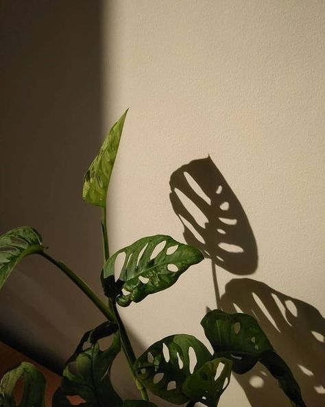 Monstera Adansonii, Were Expecting, Green Iphone, Story Ideas Pictures, Plant Decor Indoor, Plant Wallpaper, Interior Plants, Plant Aesthetic, Green Theme