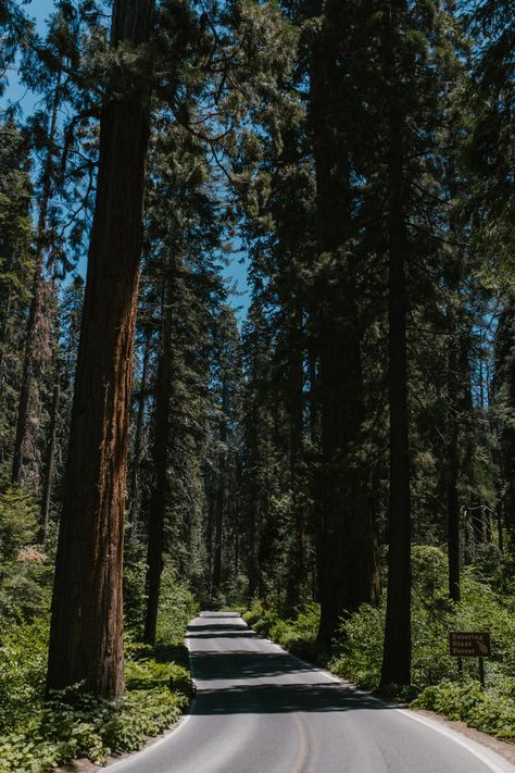 Tall Trees Beside a Narrow Road · Free Stock Photo Narrow Road, Sequoia Tree, Tall Trees, Clear Blue Sky, Free Stock Photos, Blue Sky, Tree Trunk, Jordan, Trees