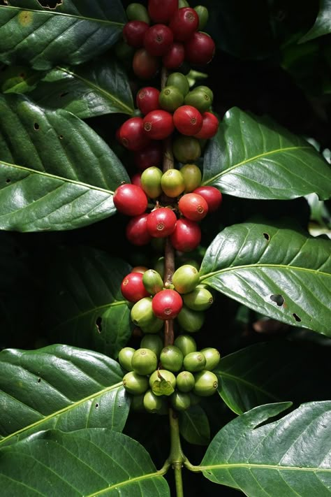 Coffee cherries | Kopi, Tanaman, Bunga Coffee Bean Tree, Coffee Beans Photography, Coffee Plants, Coffee Project, Coffee Board, Coffee Tree, Coffee Box, Coffee Roastery, Coffee Farm