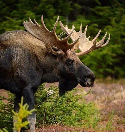 Moose Pics, Moose Pictures, Moose Hunting, Deer Species, Moose Deer, Bull Moose, Deer Family, Majestic Animals, Forest Friends