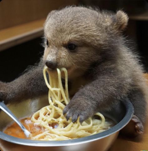 Bear Eating, Eating Spaghetti, Bear Pictures, Pretty Animals, Love Bear, Chuck Norris, Silly Animals, Bear Art, Animal Wallpaper