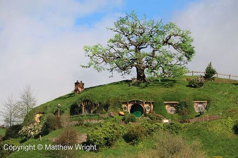 Photo I took of Bag End and its artificial oak tree on the Hobbiton Movie Set. Bag End Hobbiton, Bag End, Minas Tirith, Old Oak Tree, Hobbit Hole, An Unexpected Journey, Under The Shadow, Movie Set, Hobbit House