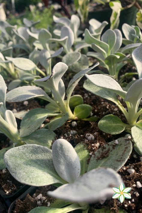 Senecio Angel Wings is a relatively easy plant to care for, and it can thrive in a variety of different environments. It prefers bright, indirect sunlight, and it should be watered regularly, but not overwatered. The soil should be well-draining, and the plant should be fertilized every month or two to ensure proper growth. Angel Wings Plant, Angel Wing Plant, Senecio Angel Wings, Silver Leaves, Indirect Sunlight, Diy Things, Easy Plants, The Soil, Nature Animals