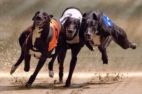 British press photography – a year in pictures Wimbledon Stadium, Racing Dogs, Greyhound Racing, Afc Wimbledon, Track Pictures, Greyhounds Racing, Miscellaneous Items, Grey Hound Dog, Purebred Dogs