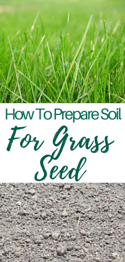 Planting Grass Seed, Best Grass Seed, Planting Grass, Tattoo Plant, Growing Grass, Diy Lawn, Aerate Lawn, Healthy Lawn, Grass Seed