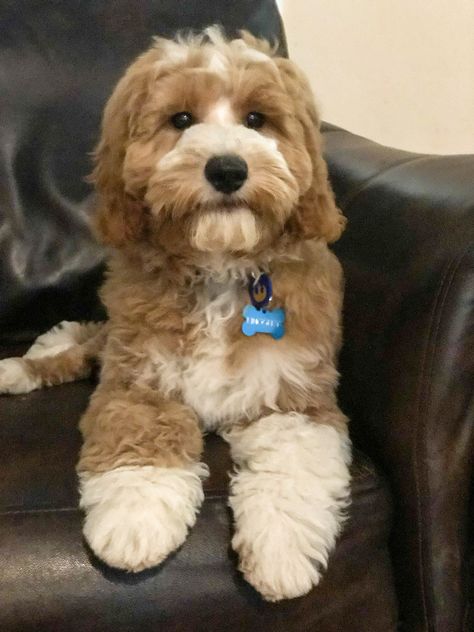 Red and white Goldendoodle, Tuxedo Goldendoodle puppy, Candy Doodles Kingsley. Candydoodles-Goldendoodles.com Tuxedo Goldendoodle, Candy Doodles, White Goldendoodle, Mini Goldendoodles, Education Tattoos, Tattoos Architecture, Mini Labradoodle, Golden Doodles