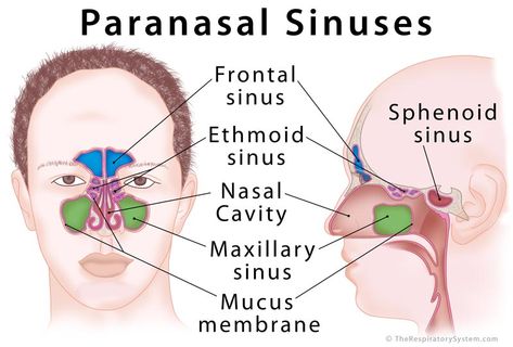 Where are paranasal sinuses located, facial bones containing paranasal sinus cavities, anatomy (development, drainage), how do they work, what do they do, diagram Remedy For Sinus Congestion, Paranasal Sinuses, Home Remedies For Sinus, Maxillary Sinus, Sinus Congestion Relief, Sinus Cavities, Dental Education, Nasal Septum, Facial Bones