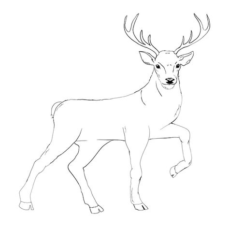 Deer drawing | Premium Vector #Freepik #vector #deer-head #stag #deer-silhouette #deer-horn Draw Deer, Doe Deer Drawing, Simple Deer Drawing, How To Draw A Deer, Deer Drawing Side View, Deer Outline Drawing, Deer Drawing Easy, Whitetail Deer Sketch, Deer Jumping