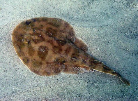 Lesser Electric Ray (Brazilian Electric Ray, among many other names) - Narcine bancroftii - Growing about 18" (45 cm) long and 8" (20 cm) wide, this numbfish is of the family Narcinidae. It has a wide distribution along the western Atlantic and the Gulf of Mexico - Image : © Andy Murch Electric Ray, Varadero Cuba, Marine Fish, Varadero, Types Of Fish, Sketchbook Ideas, Marine Animals, Stingray, Coral Reef