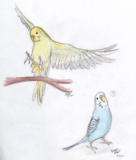 Parakeet Art, Colored Drawings, Parrot Drawing, Parakeets, Animal Sketches, Bird Drawings, Cute Birds, Cute Animal Drawings, Cool Art Drawings