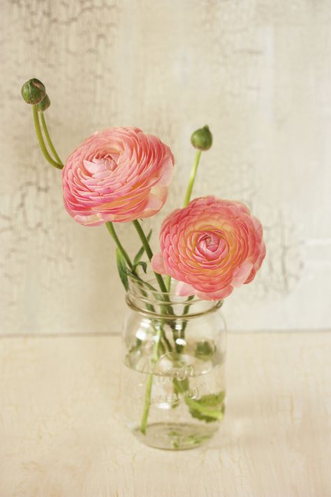 Ranunculus asiaticus Ranunculus Asiaticus, Hybrid Tea Roses, Colorful Roses, Ranunculus, Exotic Flowers, Flower Beauty, Beautiful Blooms, Ikebana, Love Flowers