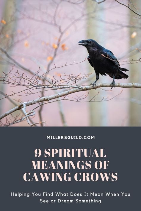 9 Spiritual Meanings Of Cawing Crows Crow Omen Meaning, Hearing Crows Meaning, Crow Cawing Meaning, Crow Symbolism Meaning, Crow Spiritual Meaning, Cawing Crow, Crow Cawing, Crow Meaning, Crow Facts