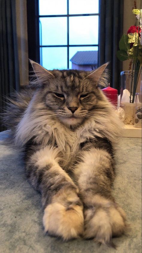 Grey And White Mainecoon Cat, Maine Coone Aesthetic, Mainecoon Cat Aesthetic, Maine Coone Kitten, Persian Cat Grey, Persian Cat Tattoo, Maine Coone Cat, Persian Cat Haircut, Grey Persian Cat