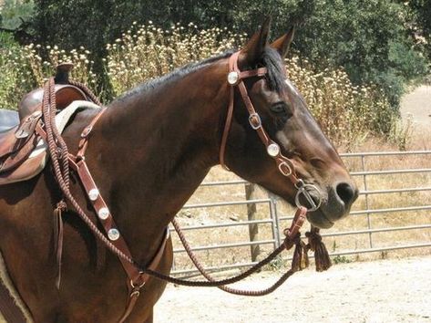 Leather Horse Tack, Bling Tack, Western Headstall, Large Horse, Western Bridles, Barrel Saddle, Western Horse Tack, Horse Gear, Horse Aesthetic