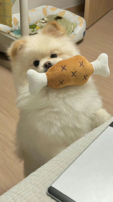 Cute Dog Wallpaper, Puppy Wallpaper, Bow Wallpaper, Pomeranian Dog, Dog Wallpaper, Fluffy Animals, Kawaii Wallpaper, Cute Cats And Dogs, Baby Cats