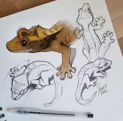 Crested gecko Devinellekurtz Art, Devin Elle Kurtz, Cute Reptiles, Crested Gecko, Art Journal Therapy, Wildlife Paintings, Animal Sketches, Cool Art Drawings, Art Challenge