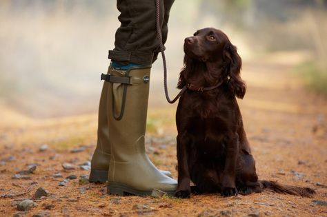 Le Chameau Wellies, British Country Style, Boykin Spaniel, Working Cocker, Bird Dogs, Brown Dog, Hunting Dogs, Cocker Spaniel, Mans Best Friend