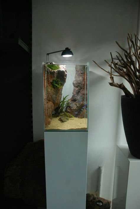 Vertical Aquascape, Tank Aesthetic, Plant Layout, Aquascaping Ideas, Bioactive Vivarium, Turtle Stuff, Jellyfish Tank, Amazing Aquariums, Taman Air