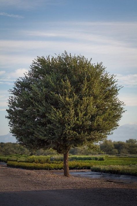 Texas Natural Landscaping, Texas Winter Garden, Central Texas Gardening, Texas Trees Fast Growing, Fastest Growing Trees, Texas Oak Trees, Texas Native Trees, Texas Trees, Fast Growing Shade Trees