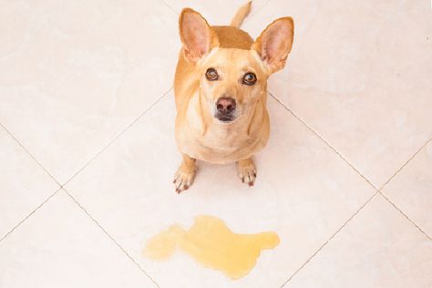 Urinary Tract Infections in Dogs: Find out what to do if your dogs gets a urinary tract infection. Pet Treat, Potty Train, Dog Ages, Dog Pee, Dog Health Care, Kinds Of Dogs, Bread Loaf, Dog Safety, Therapy Dogs