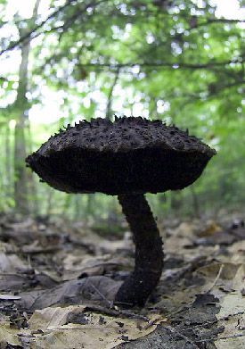 ♆Gothic♆Garden♆ Magic Faraway Tree, The Magic Faraway Tree, Faraway Tree, Lichen Moss, Mushroom Pictures, Garden Mushrooms, Slime Mould, Mushroom Fungi, Wild Mushrooms