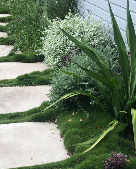 Fifth Season Landscapes on Instagram: “The mounding growth of Zoysia tenuifolia sits beautifully alongside the burnished concrete stepping stones at our Clareville project.…” Zoysia Tenuifolia, Low Maintenance Ground Cover, Living Mulch, Burnished Concrete, Stone Backyard, Coastal Landscaping, Tile Steps, Concrete Stepping Stones, Garden Tiles