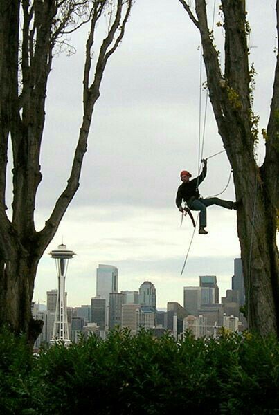 Timberland Tree Service  Expert Arborist  Las Vegas Nevada  (702) 598-3959 Arborist Climbing, Skateboarding Tricks, Tree Surgeons, Climbing Rope, Tree Service, Tree Care, Puget Sound, Lumberjack, Las Vegas Nevada