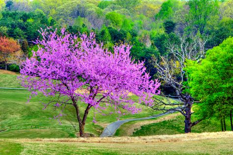 Redbud Trees, Facts About Plants, Judas Tree, Japanese Cherry Tree, Eastern Redbud, Alocasia Plant, Arrowhead Plant, Redbud Tree, Chinese Money Plant