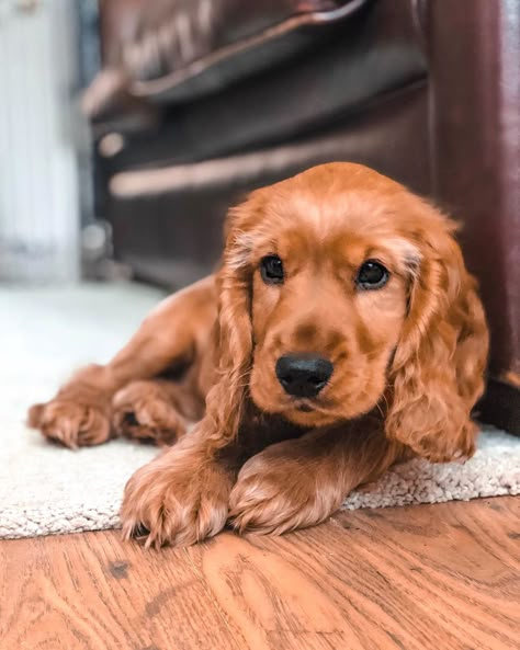 14 Facts About English Cocker Spaniels Facts About English, Cocker Spaniel Anglais, English Cocker Spaniel Puppies, Cocker Dog, Golden Cocker Spaniel, American Cocker Spaniel, Cocker Spaniel Puppies, Cocker Spaniel Dog, English Cocker