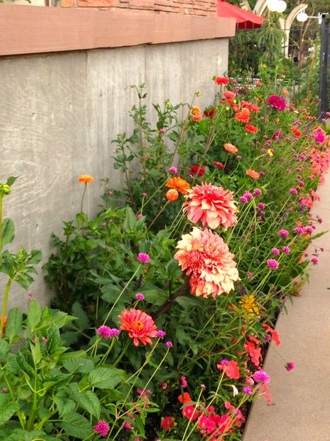 Dahlias and zinnias and smaller headed flowers make a gorgeous public border Zinnias And Dahlias Garden, Zinnia Container Garden, Zinnia Planter Ideas, Zinnia Border, Dahlia Border, Public Amenities, House Trellis, Flower Border Design, Bulb Ideas