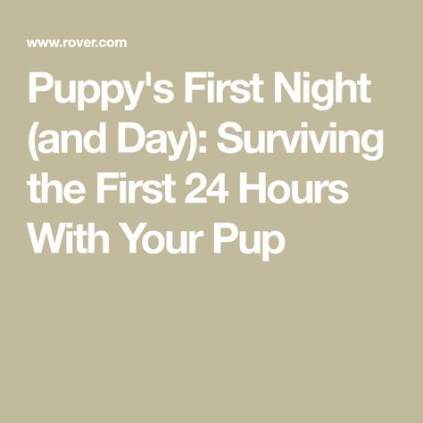 First Night With Puppy, Puppy Schedule, Puppy Day, Getting A Puppy, Night And Day, 1st Night, How To Survive, Day For Night, New Puppy