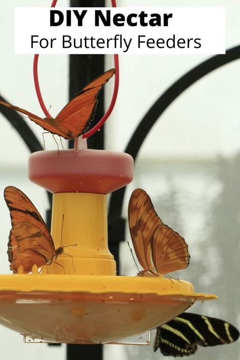 Butterfly Nectar, Raising Monarch Butterflies, Butterfly Food, Butterfly Feeders, Backyard Birds Feeders, Backyard Birds Sanctuary, Butterfly Feeder, Butterfly Garden Plants, How To Make Butterfly