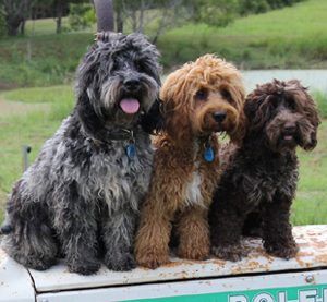 Cobberdog Australian, Australian Labradoodles, Allergic To Dogs, Shepherd Dog Breeds, Australian Labradoodle, Dog Grooming Supplies, Assistance Dog, Dog Sketch, Guide Dog