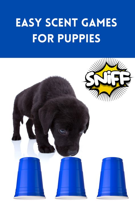 Easy Scent Games for Puppies Games For Puppies, Puppy Enrichment, Puppy Games, Puppy Ideas, Dog Behavior Training, Little Creatures, Dog Information, Dog Brain, Best Dog Training