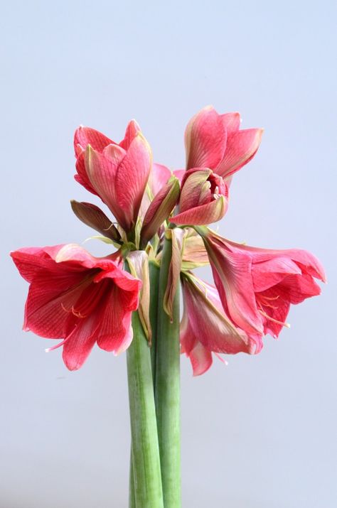 Red Amaryllis Flower, Christmas Amaryllis, Amaryllis Arrangement, Royal Bouquet, Flower For Background, Amaryllis Christmas, Amaryllis Flower, Amaryllis Plant, Flower Reference