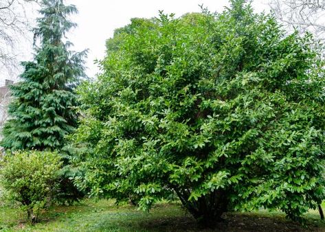 Learn all about versatile cherry laurel trees — also known as English laurel — plus get expert tips and information for choosing, planting, growing and caring for cherry laurels in your home landscape. English Laurel, Laurel Plant, Blue Spruce Tree, Colorado Blue Spruce, Laurel Tree, Screen Plants, Lenten Rose, Blue Spruce, Specimen Trees