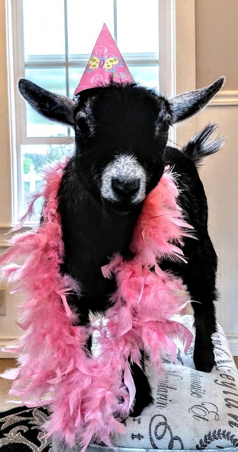 Our Bella Soiree celebrating her first birthday in style! French Country Farm goats seem to love dressing up!! Goat Birthday Party, Goat Cute Aesthetic, Goats In Costumes, Goat Photoshoot, Photoshoot With Goats, Happy Birthday Goat, Goat Pics, Goat Photo, Farm Goats