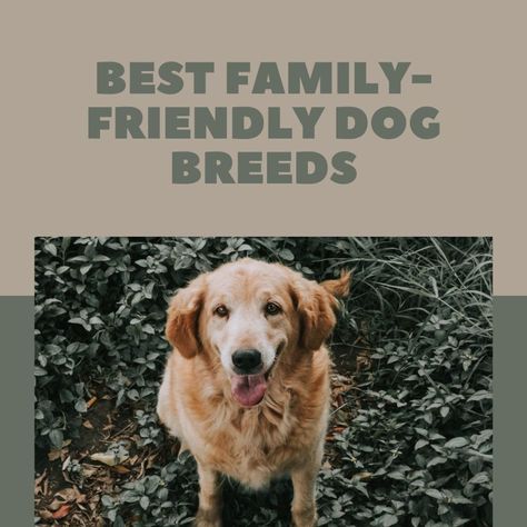 Are you looking for a dog that really loves kids? These five breeds are all great choices. Some are big, some are small, but all are great choices for a family with kids. Friendliest Dog Breeds, Top 10 Dog Breeds, Friendly Dog Breeds, Family Friendly Dogs, Friendly Dogs, English Dogs, Breeds Of Dogs, Pretty Dogs, Best Dog Breeds