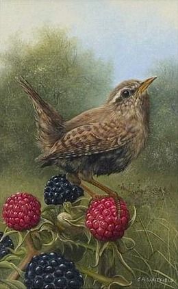 Carl Whitfield .... Wren House Wren, Jenny Wren, China Painting, Bramble, Arte Animal, Bird Drawings, Bird Illustration, Watercolor Bird, Wildlife Art