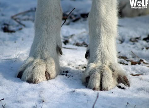 Canine Reference, Dog Spirit, Therian Ideas, Wolf Reference, Wolf Therian, Big Fluffy Dogs, Wolf Poses, Wolf Conservation Center, Reference Animals