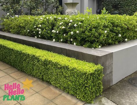 Japanese Boxwood Front Yard, Box Hedges Border, Japanese Box Hedge, Outdoor Plant Ideas, Gardenia Magnifica, Gardenia Hedge, Box Hedge Border, Gardenia Florida, Plant Box Design