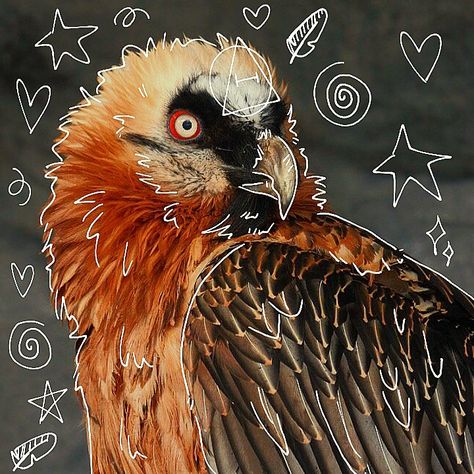 Vulture Culture Wallpaper, Bearded Vulture Art, Vulture Pictures, Bird Therian, Vulture Aesthetic, Vulture Culture Aesthetic, Bird Pfp, Strange Birds, Bearded Vulture