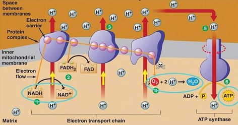 Anaerobic Respiration, Oxidative Phosphorylation, Citric Acid Cycle, Biochemistry Notes, Photosynthesis And Cellular Respiration, Electron Transport Chain, Eukaryotic Cell, Cellular Respiration, Chemistry Lessons